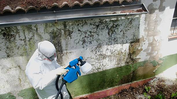 Mold Removal service in Dunellen